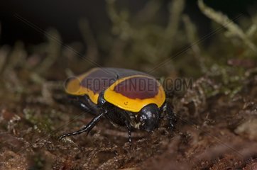 Congo Chafer on moss
