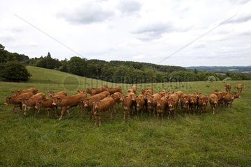 Herd of limousine cows in a meadow Limousin France
