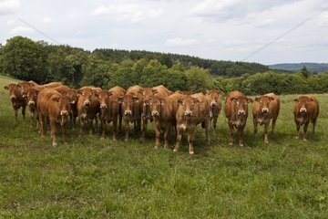 Herd of limousine cows in a meadow Limousin France