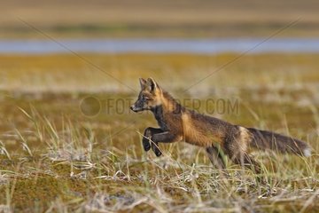 Young Red Fox in dark phase running in tundra Alaska