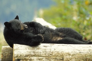 Black bear sleeping on wood Alaska USA