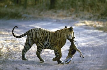 Männlicher Bengalen -Tiger  der seine Beute Indien trägt