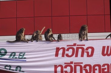 Macaque crabier sur une banderolle publicitaire Thaïlande