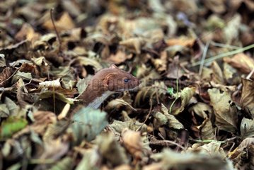 Weasel among dead leaves on the ground