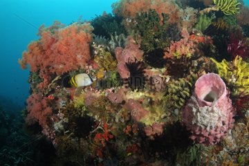 Korallenriff Indonesien