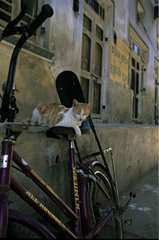 Cat lying down on a bike India