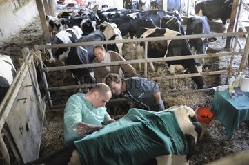 Abdominal surgery of a Cow by a veterinarian France