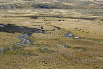 Herde der amerikanischen Bisons Yellowstone USA