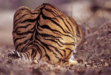 Pelage d'un Tigre de Sibérie réserve Montana USA
