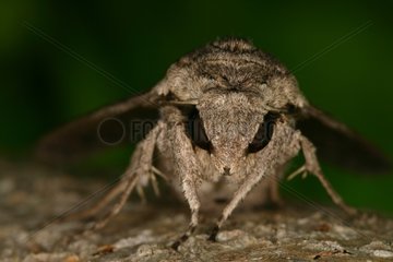 Face to face with a Convolvulus Hawk-moth landed Sieuras