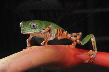 Tiger stripped leaf frog Montagne de Kaw French Guiana