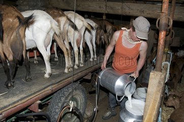 Milking goats in the pastures in Savoy France