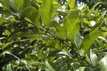 Plante tropicale en fruit Monts Caraibes Guadeloupe
