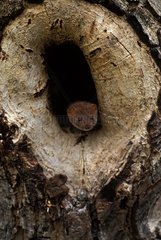Weasel looking out a hole in a tree