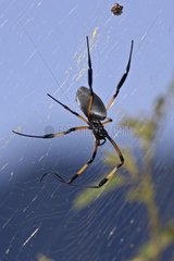 Bib Spider in its web La Réunion