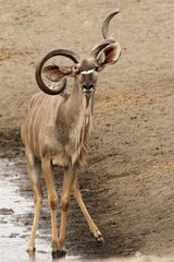 Male Greater kudu at the edge of water Etosha