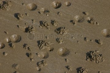 Activity track of lugworm Beach of Port Goret Côtes-d'Armor