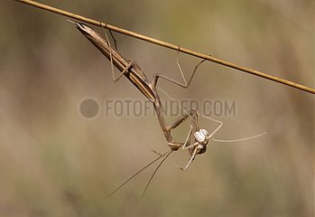 Praying mantis eating a grasshopper Var France