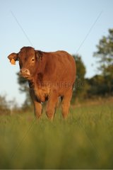Limousine calf resting in a meadow France Lozère