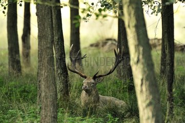 Deer lying in the forest in the Park Dyrehaven Denmark