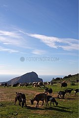 Ziegenherde vor dem Turm Turm in Cap Rosso Corse