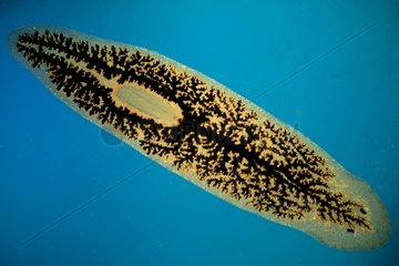 Flatworm injected with digestive tract