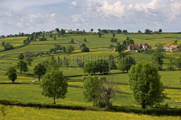 Landschaft von Hedged Ackerland in Bourgogne Frankreich