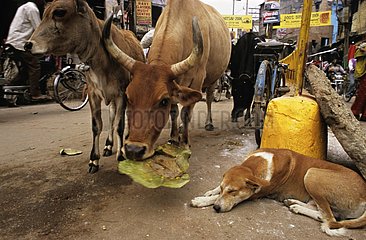 Sacred Cows and dog in the streets of Benares India