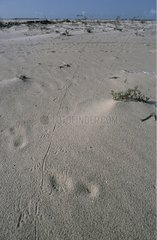 Tracks of a Green Iguana in the sand French Guiana