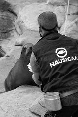 Show with California sea lions Nausicaa France