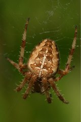 Weiblicher Kreuz Orbweaver auf seinem Spinnweb Frankreich