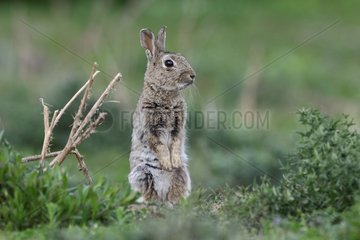 European Rabbit attentive Auvergne France