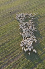 Herde von Schafpraxen in einer Brache in der Moselle