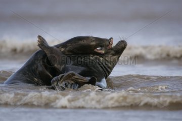 Spielt zwischen jungen Gray Seals MÃ¤nnchen in den Wellen GroÃŸbritannien