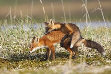 Young Red foxes playing Nome Alaska