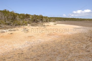 Forêt sèche sur l'île de Ba' ba Nord de la Nouvelle-Calédoni