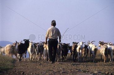 Herd of Goats carried out by a shepherd Bulgaria