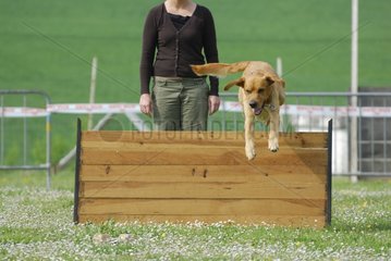 Dog gloden retriever jumping an obstacle with a contest