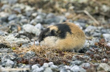 Norway Lemming grazing of young shoots of grass
