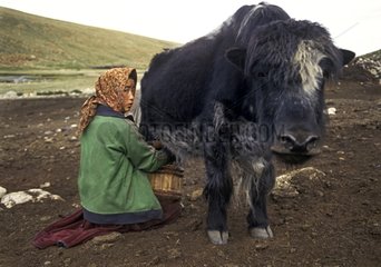 Traite d'un yack dans la vallée de Nimaling
