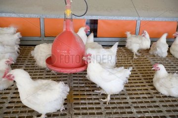 Abreuvoir pour boisson & vaccination dans un élevage avicole