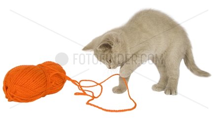 British shorthair cat playing with a ball of wool France