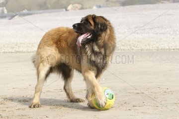 Leonberg spielt mit einem Ball am Strand Frankreich