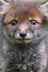 Portrait of a young Red fox GB