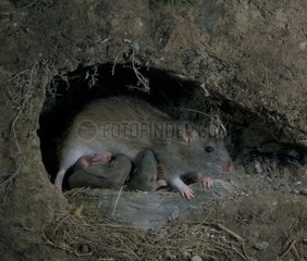 Femelle rat domestique et ses jeunes dans un terrier France