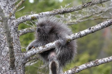 Young American Porcupine climbing into a tree USA