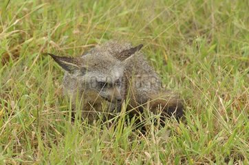 Big-eared fox in the grass Tanzania