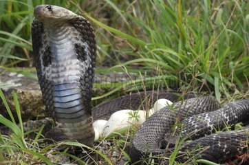 Weibliche und Eier Indianer Cobra India