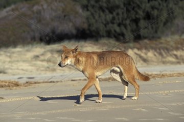Dingo moving in dry season West Coast Australia
