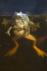 Moor frogs mating in water Germany